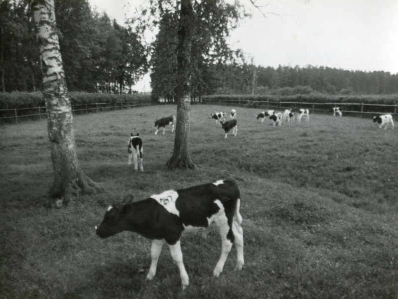 Vändra Katsejaama nädalased vasikad