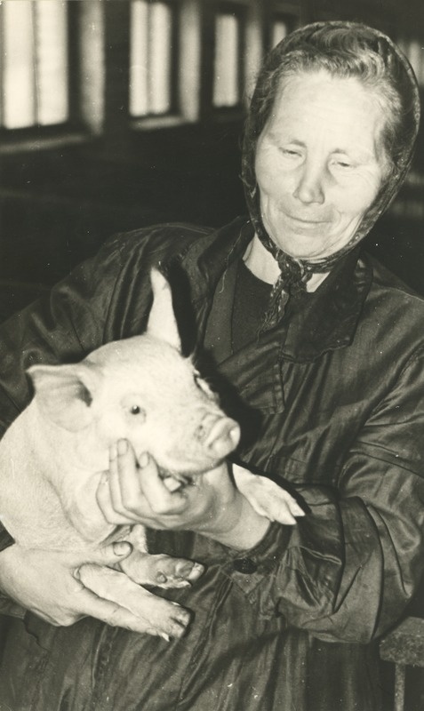 Kungla sovhoosi parim emisetalitaja Eliise Avarsalu koos põrsaga