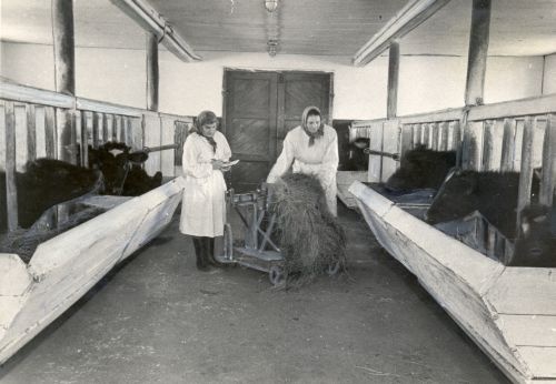 Koresööda andmine vasikatele Vändra katsejaamas