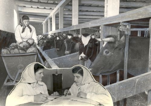 Juurvilja andmine lehmadele Vändra katsejaamas