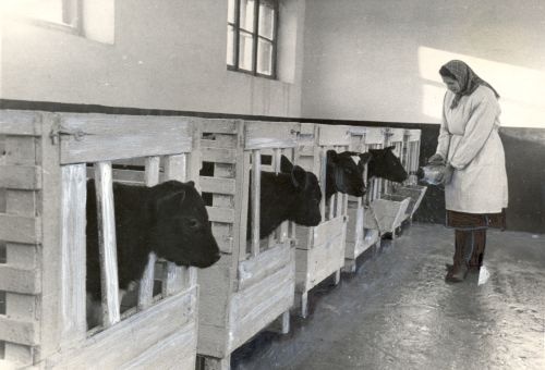 Vasikate söötmine Vändra katsejaamas