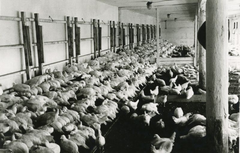 Loo linnuvabriku noorlindude laut