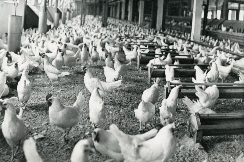 Munejad kanad sügavallapanul