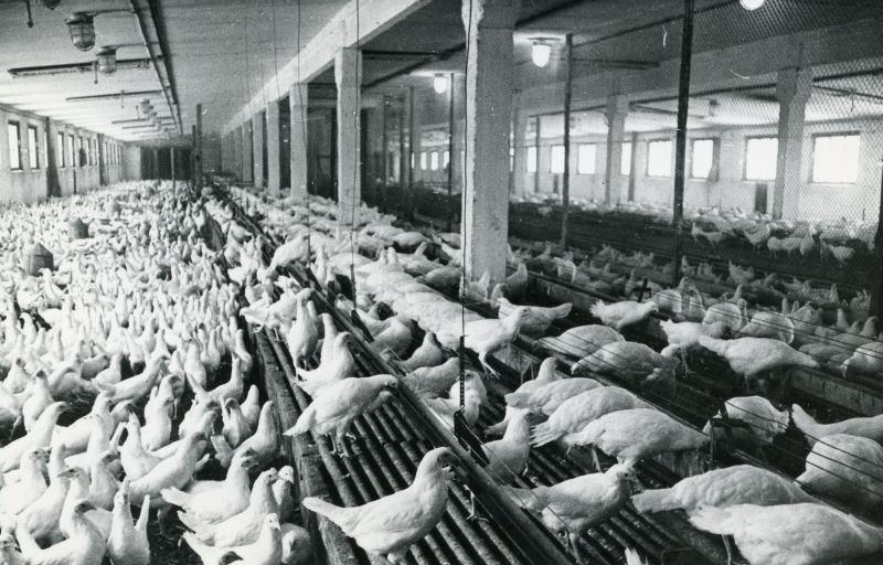 Tallinna Linnuvabriku noorkanad sügavallapanuga
kanalas