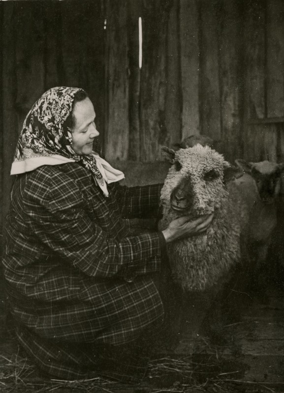 Naine jäära ja lammastega