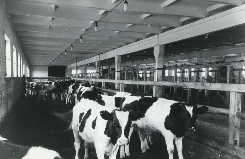 "Võidu" kolhoosi noorloomalaut