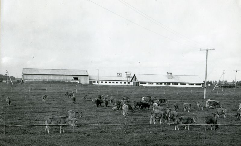 Pärivere kolhoosi veiselaut