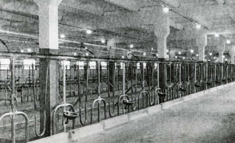 Villemi sovhoosi 230-kohaline veiselaut