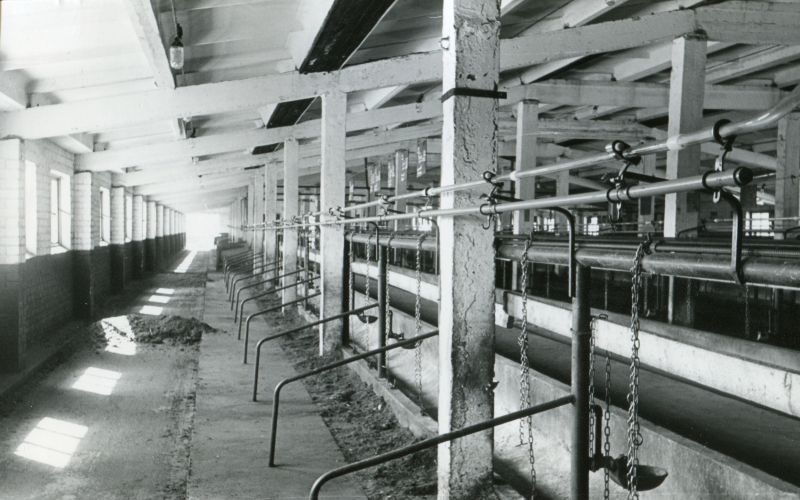 Kolhoosi "Rahva Võit" Nabala veisefarmi sisevaade