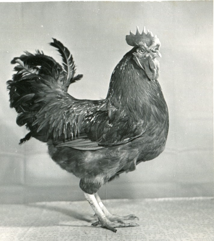 Kurtna Linnukasvatuse Katsejaama njuuhämpširi tõugu kukk