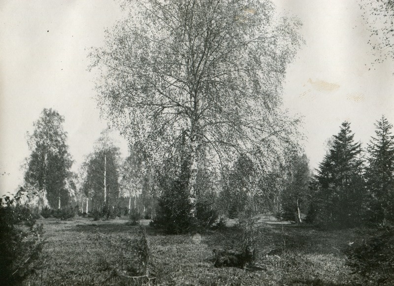 Tooma looduslik karjamaa - maastik enne üleskündmist