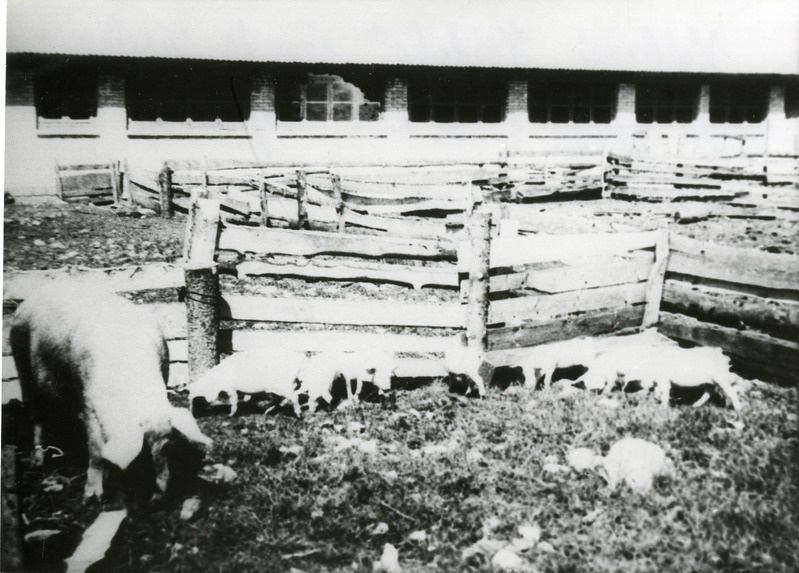 Koidula kolhoosi sigade suvelaager lauda juures