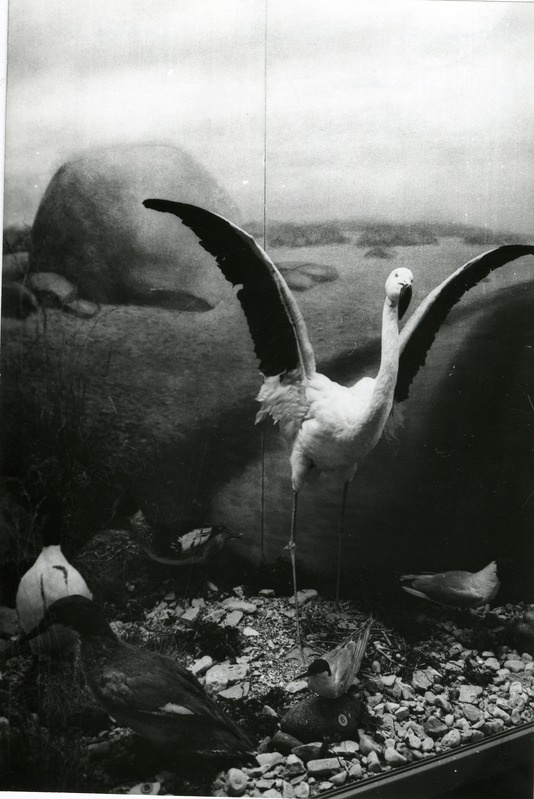 Loodusosakond enne avamist: flamingo Vilsandi looduskaitseala vitriinis