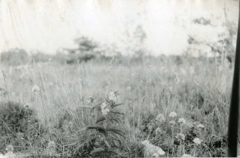 Lood-angervars Võrsna loopealsel