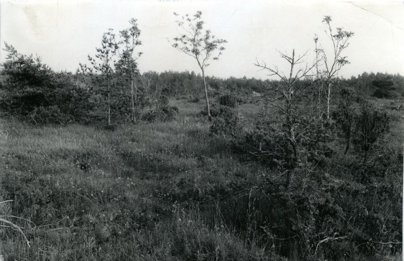 Võrsna loopealne angervarrega