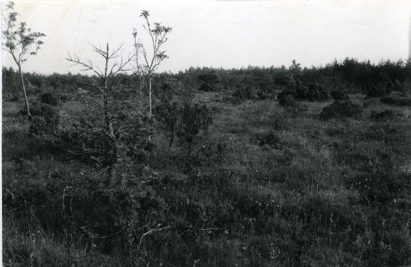 Võrsna loopealne angervarrega