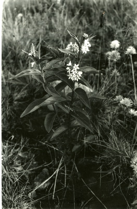 Lood-angervars Võrsna loopealsel