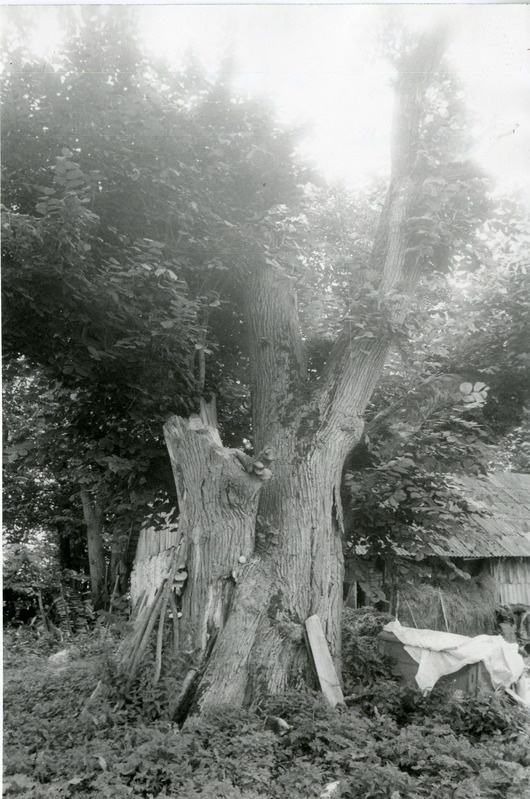 Kaitsealune jalakas Vanalõvel
