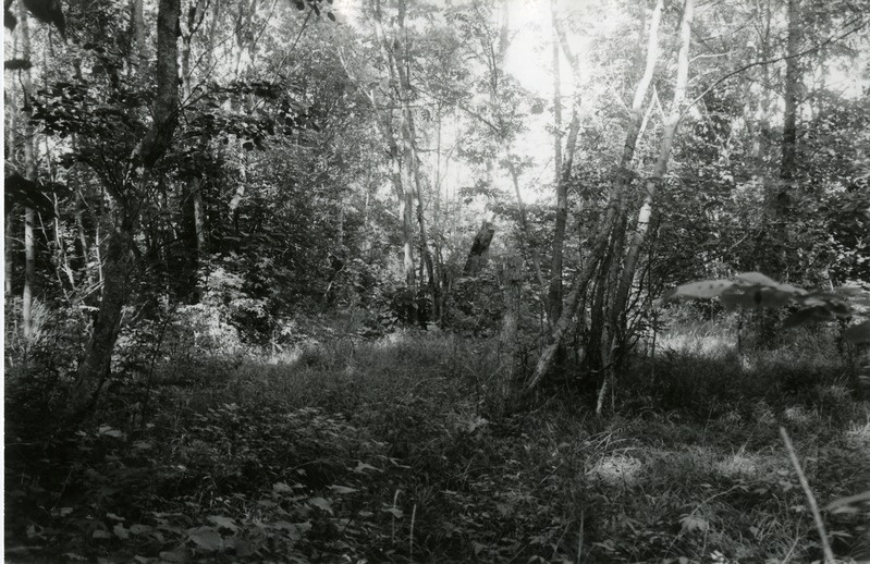 Tammevälja mets Vanalõve lähedal