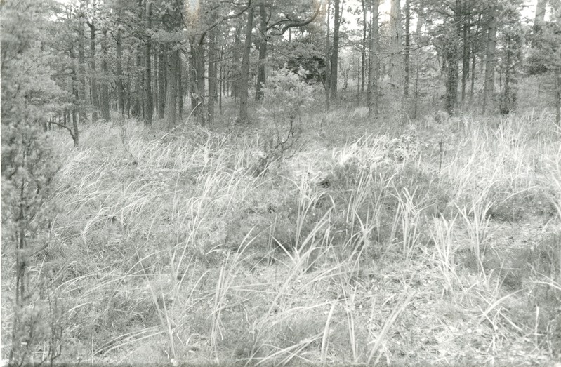 Antsülusjärve rannaastang Viidumäe Loodukaitsealal