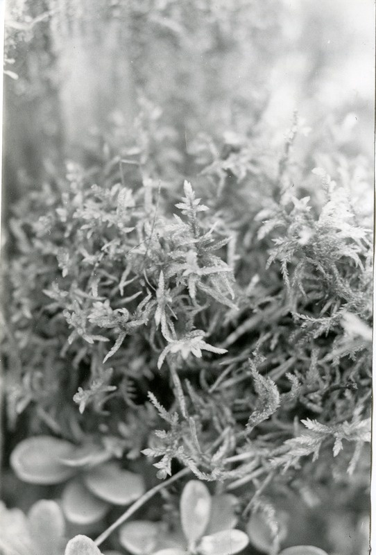 Palusammal palumännikus Viidumäe Loodukaitsealal