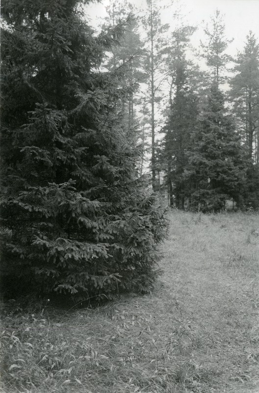 Kuuse-segamets Viidumäe Loodukaitsealal