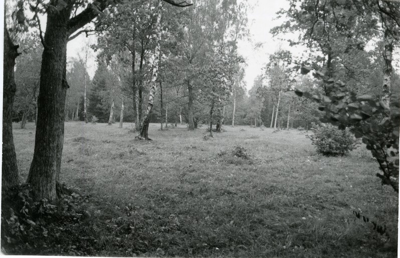 Mäepe puisniit Viidumäe Loodukaitsealal