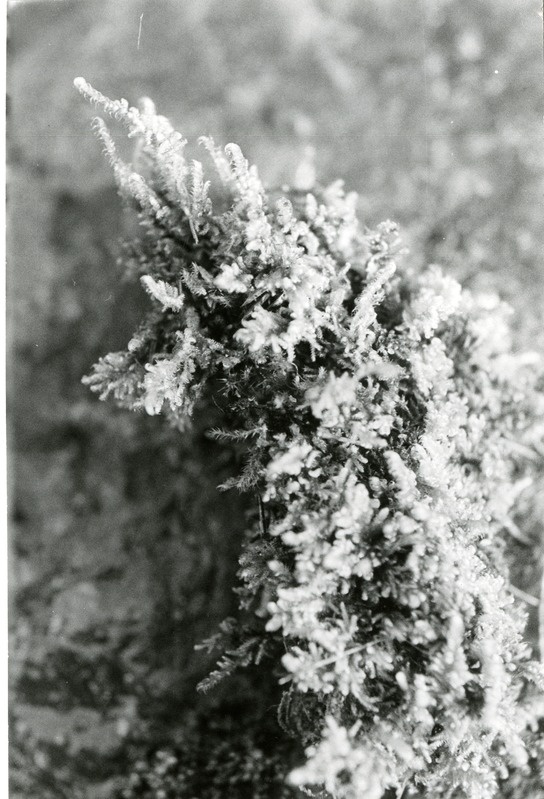 Loo-ehmik Kudjape kadastikus