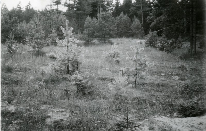 Männinoorendik Paadlas