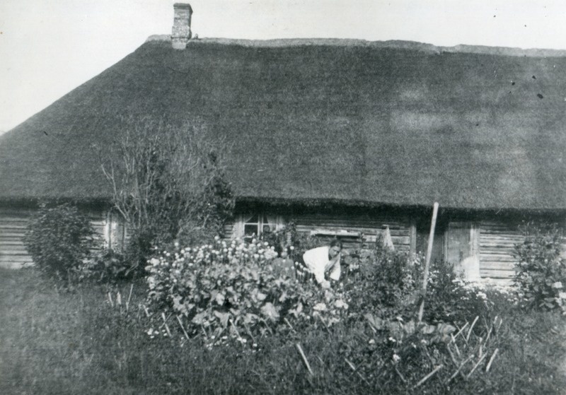Rukkiõlgedest elumaja katus Pärnumaal 1922.a.
