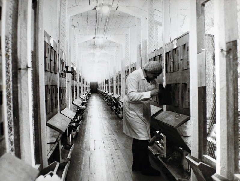 Kurtna Linnukasvatuse Katsejaam.  Individuaalkontrolliga aretuskanalas