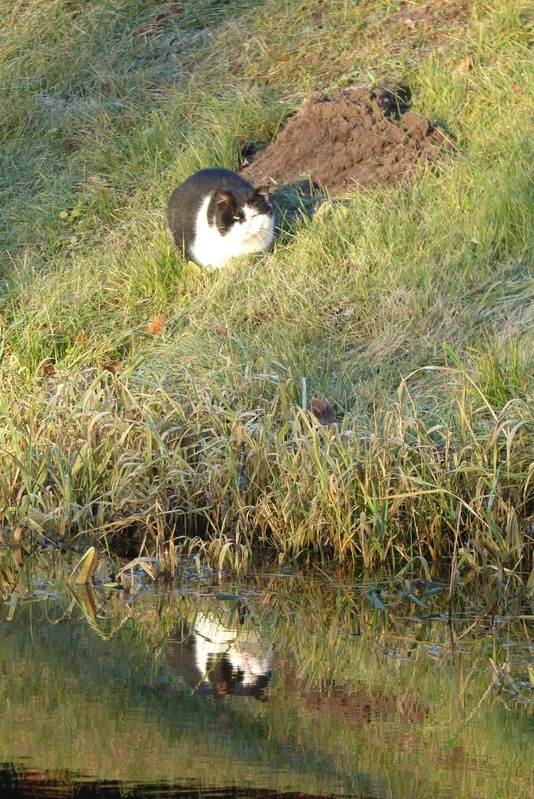 Muuseumi hiirekuningas