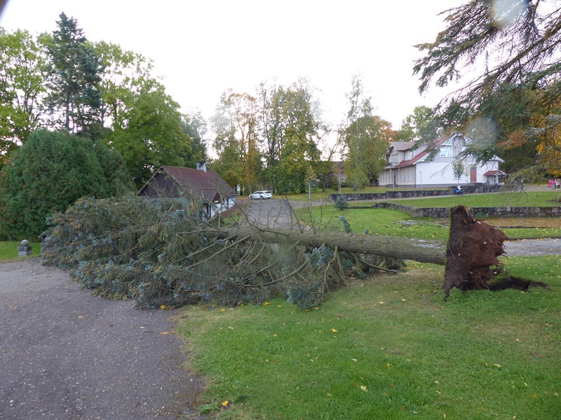 Tabatud hetk - sügistuuled murdsid kuuse.