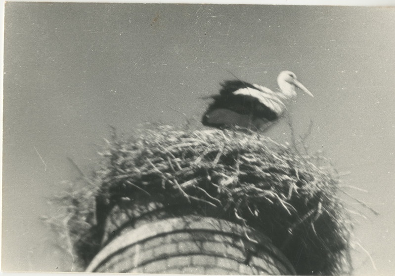 Foto. Kurepesa Tori-Jõesuus vana meierei korstna otsas