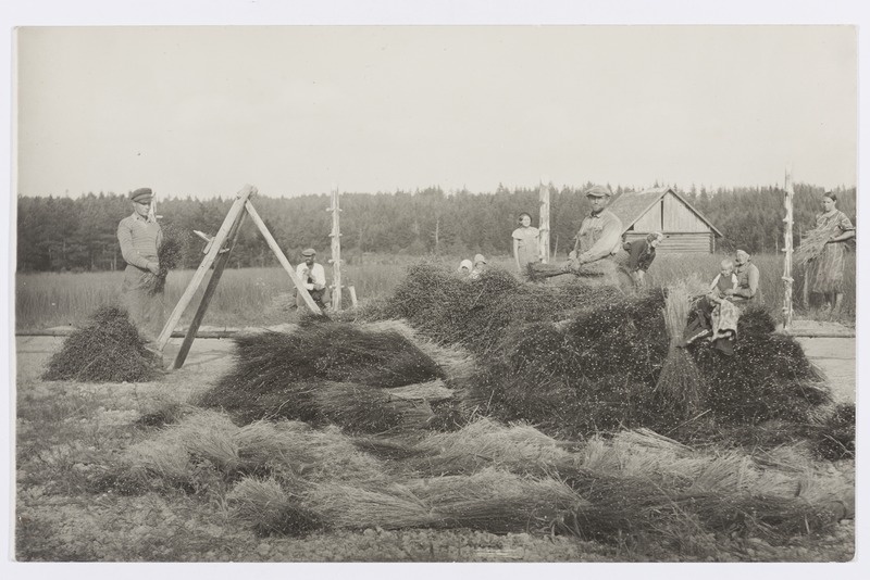 Lina kitkumine (kakkumine) ja raatsimine Kaarli vallas Kuninga talus