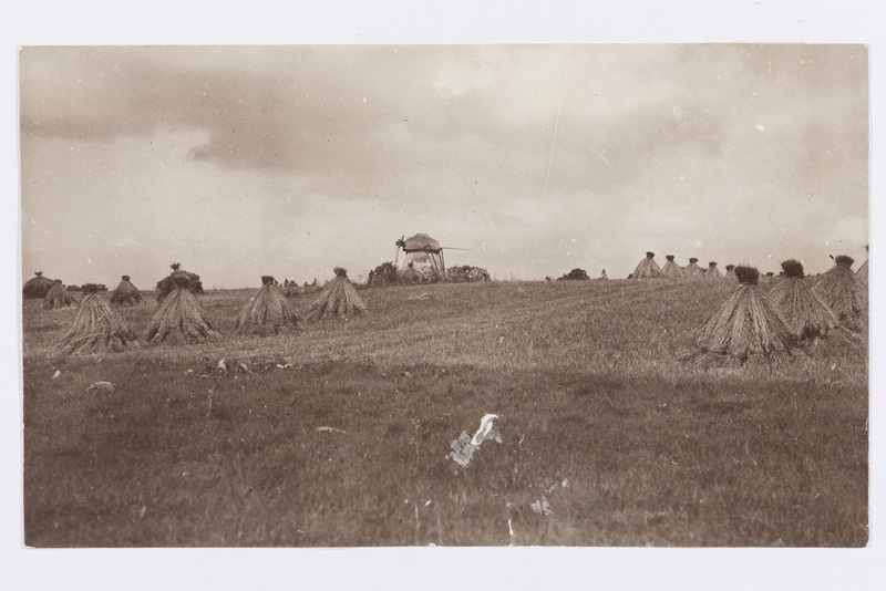 Viljapõld rukkihakkidega