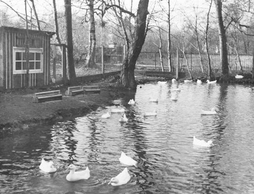 Eesti NSV Vabariiklik Põllumajandusnäitus 1956.a. Tallinnas.