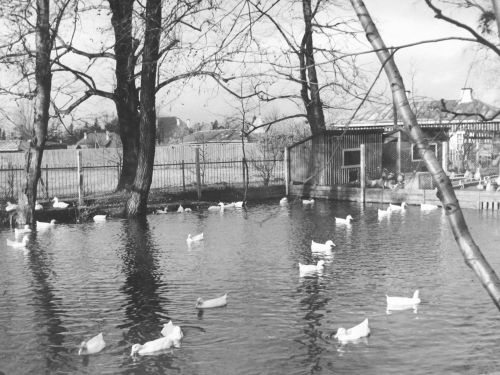 Eesti NSV Vabariiklik Põllumajandusnäitus 1956.a. Tallinnas.