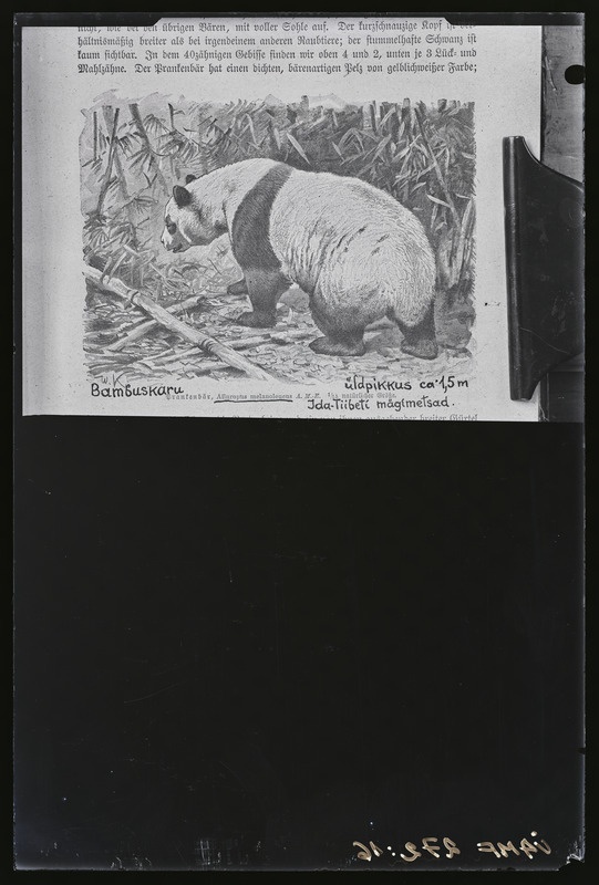 Bambuskaru. W. Kuhnert