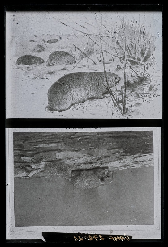 Veeloomad. W.Kuhnert