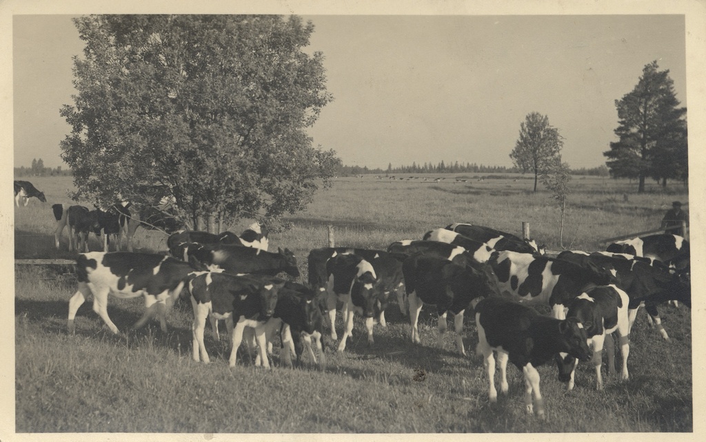 [estonian Farm]