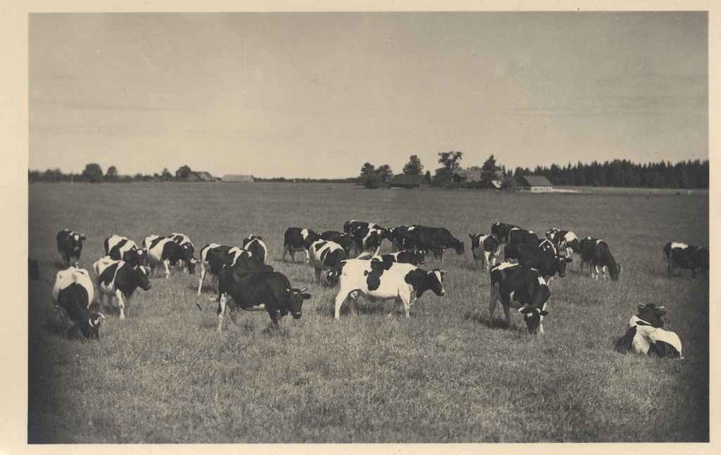 [estonian Farm]