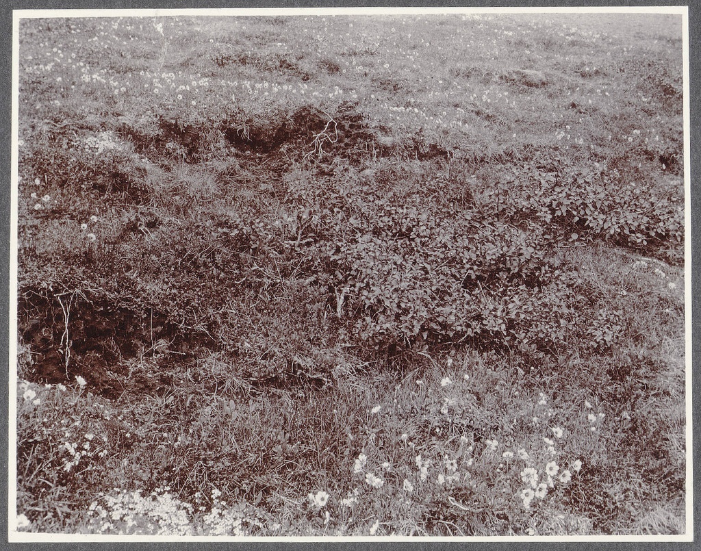 Mountain avens carpeting the Heiði near Kroppur.