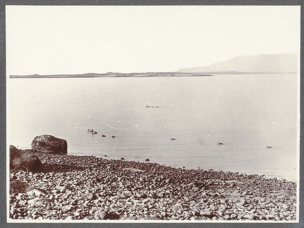 Reykjavík Bay. Eiderducks.