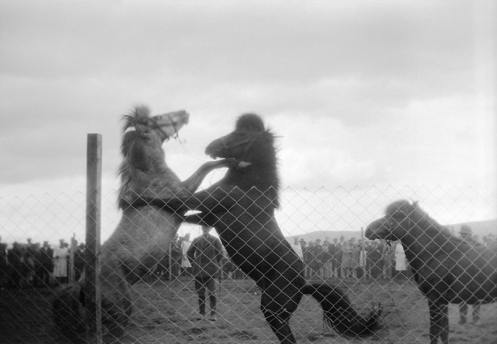 Horses at Thingvellir, Iceland