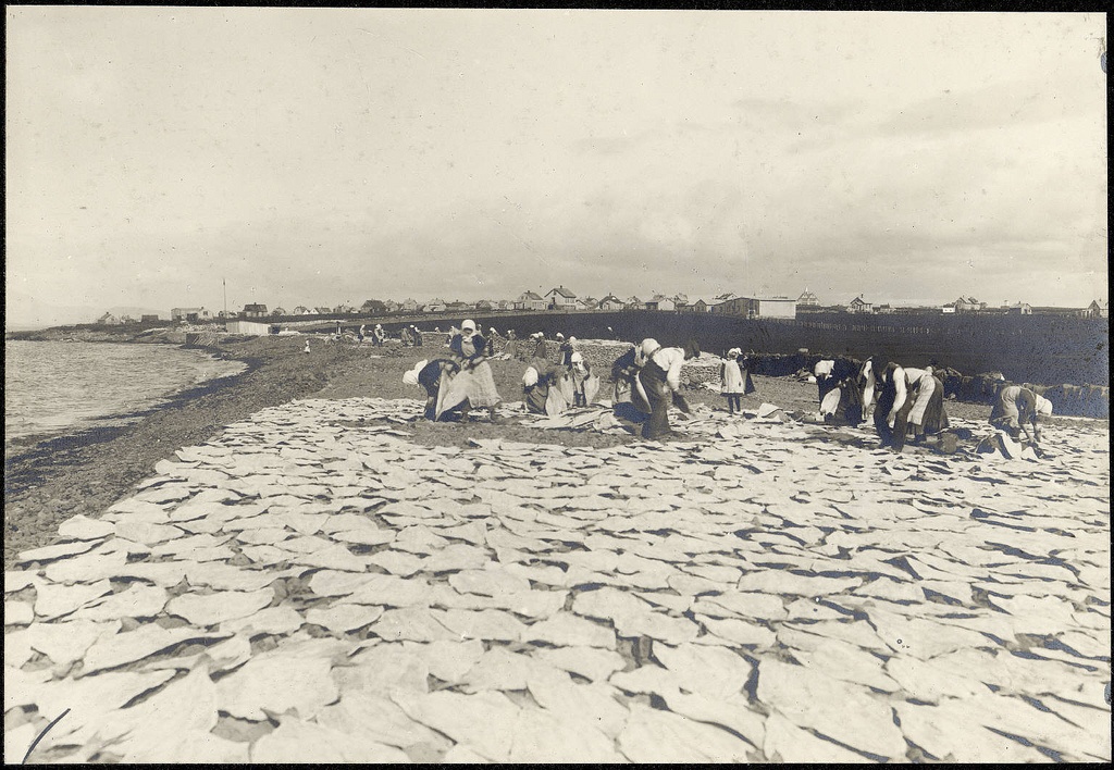 Fish drying.  --reykjavík.