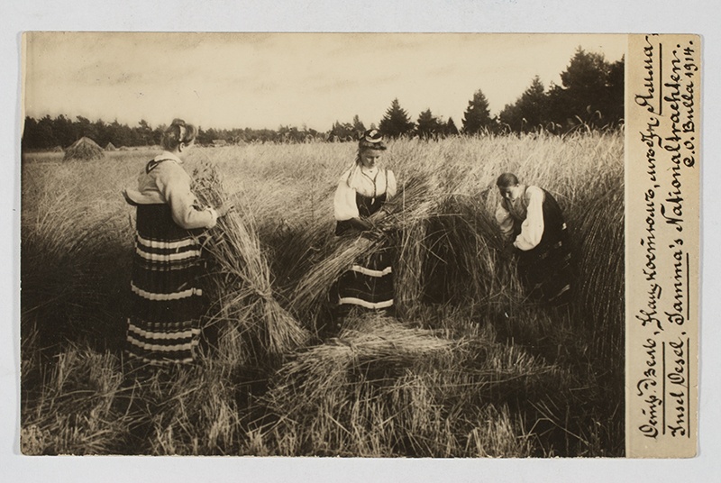 Kolm rahvariides naist rukkilõikamisel, Jämaja khk