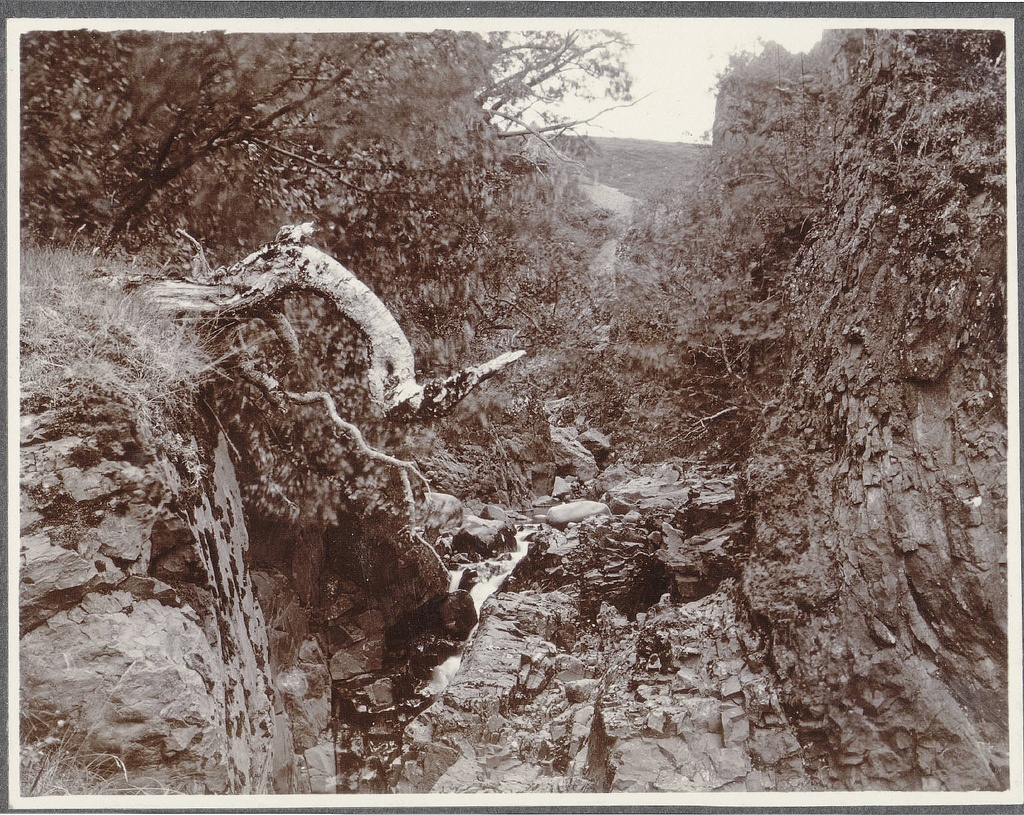 Woods (Skógar) west of Öræfajökull, near Svínafell.