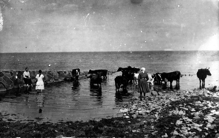 Foto. Lehmad Hiiumaa rannavees