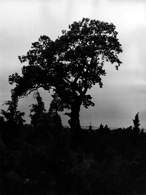 Hiiumaa maastik tuulikuga  duplicate photo